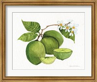 Citrus Garden IV Fine Art Print