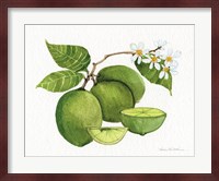Citrus Garden IV Fine Art Print
