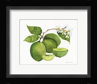 Citrus Garden IV Framed Print