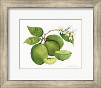 Citrus Garden IV Fine Art Print