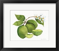 Citrus Garden IV Framed Print