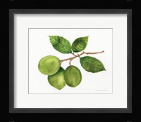 Citrus Garden II Fine Art Print