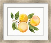 Citrus Garden III Fine Art Print