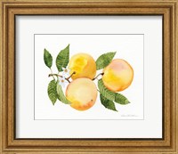 Citrus Garden III Fine Art Print