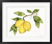 Citrus Garden I Fine Art Print