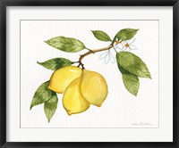 Citrus Garden I Fine Art Print