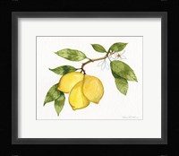 Citrus Garden I Framed Print