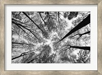 Looking Up I BW Fine Art Print