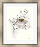 Carols Roses V Off White Fine Art Print