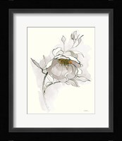 Carols Roses V Off White Framed Print
