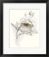 Carols Roses V Off White Framed Print