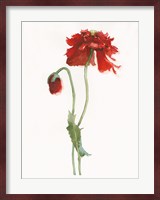 Red Somniferum Fine Art Print