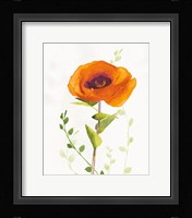 Some Favorites II Framed Print