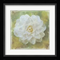 Camelia White Fine Art Print