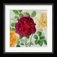 Peonies and Roses II Framed Print