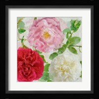 Peonies and Roses III Framed Print