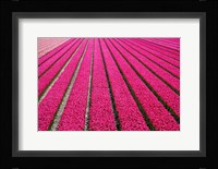 Tulip Field Hot Pink Fine Art Print