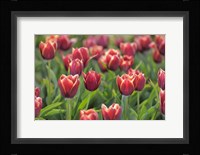 Tulip Field Papillon Fine Art Print