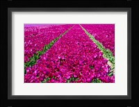 Tulip Field Red Violet Fine Art Print