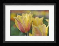 Tulip Flower Blushing Beauty Fine Art Print