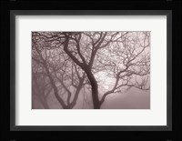 Hazy Dawn with Tree Tree Silhouettes Fine Art Print