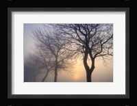 Hazy Sunrise with Tree Tree Silhouettes Fine Art Print
