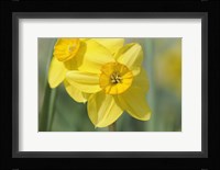 Yellow Daffodils Fine Art Print