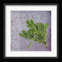 Classic Herbs Sage Framed Print