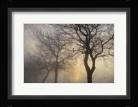 Mystic Trees with Owl Fine Art Print