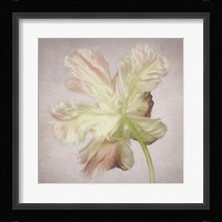 Pink Parrot Tulip Painting II Framed Print