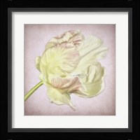 Pink Parrot Tulip Painting III Fine Art Print