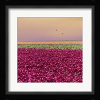 Carmine Tulip Field Fine Art Print