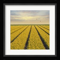 Daffodil Fields Fine Art Print