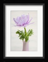 Lilac Anemone Fine Art Print