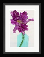 Purple Parrot Tulip Fine Art Print