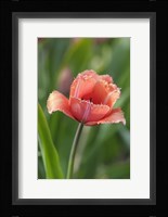 Tulip Flower Parabola Fine Art Print
