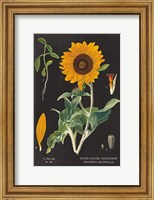 Sunflower Chart Fine Art Print