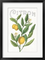 Classic Citrus V v2 Fine Art Print