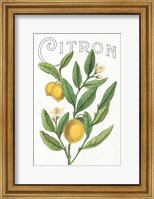 Classic Citrus V v2 Fine Art Print