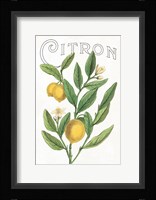 Classic Citrus V v2 Framed Print