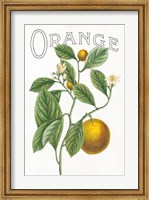 Classic Citrus VI v2 Fine Art Print
