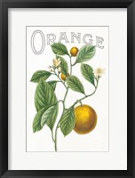 Classic Citrus VI v2 Framed Print