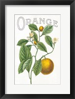 Classic Citrus VI v2 Fine Art Print