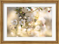 Blush Blossoms I Pastel Fine Art Print