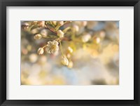 Blush Blossoms II Pastel Framed Print