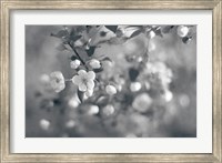 Blush Blossoms I BW Fine Art Print