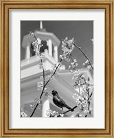 1950s Robin Perched On Blossoming Fine Art Print
