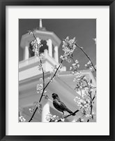 1950s Robin Perched On Blossoming Fine Art Print