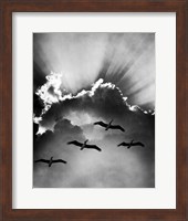 Birds In Sky Flying Fine Art Print
