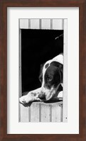1930s Hunting Dog Pointer Looking Out Of His Doghouse Fine Art Print